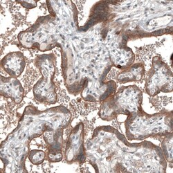 Semaphorin 7A Antibody, Novus Biologicals 0.1mL; Unlabeled:Antibodies,